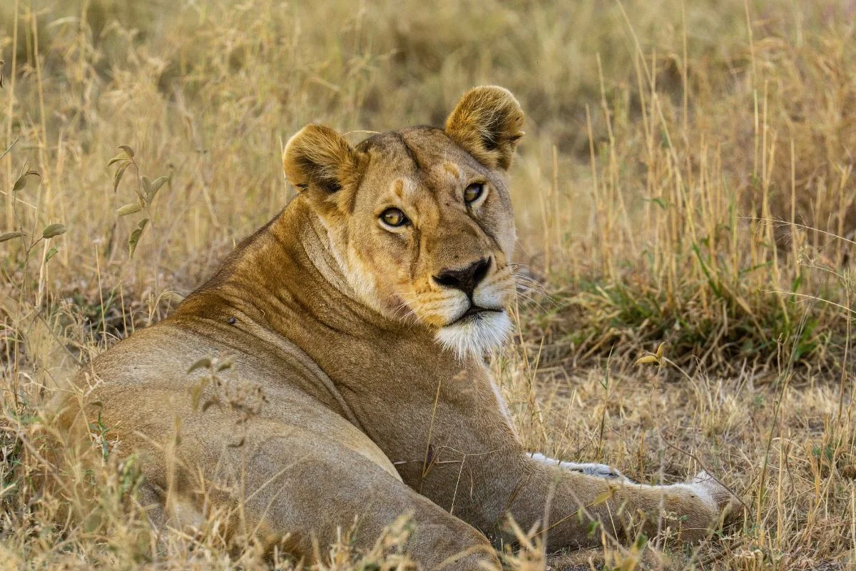 Game Drives